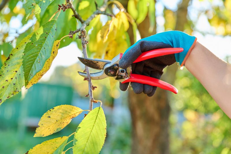 Canopy Pruning in Pottstown, PA