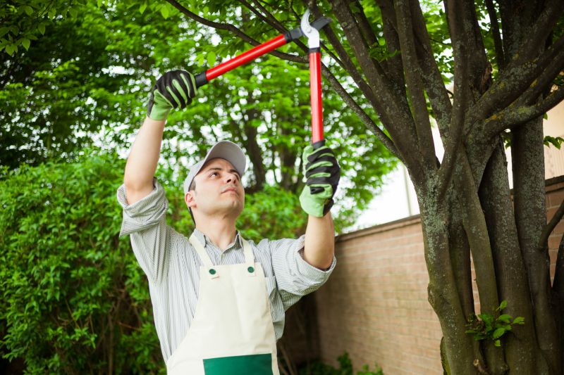 Cedar Tree Pruning in Reno, NV