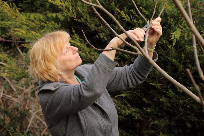 Cedar Tree Pruning in Doylestown, PA