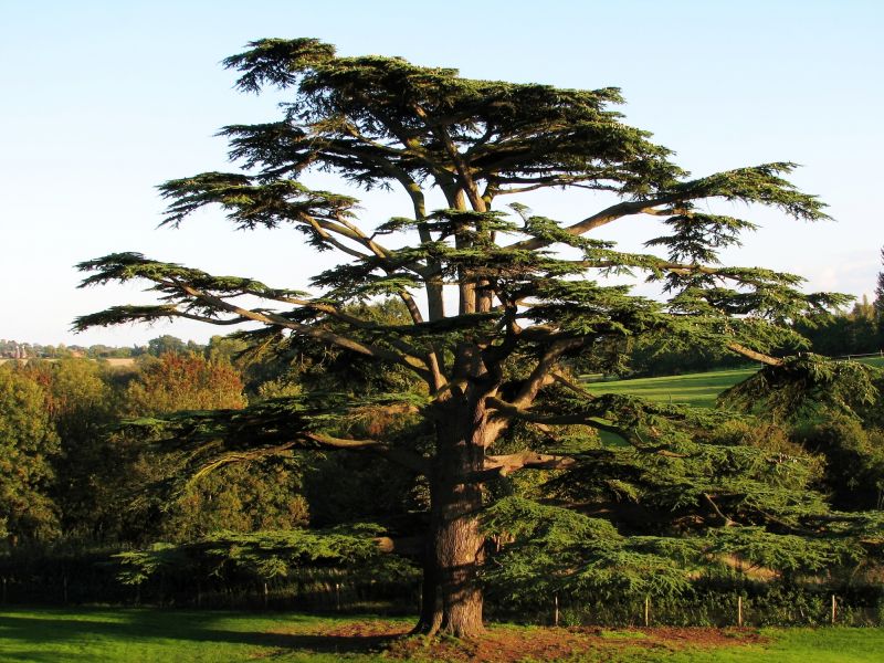 Cedar Tree Trimming in San Jose, CA