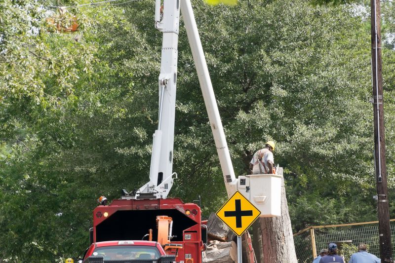 Commercial Tree Removal in Allentown, PA