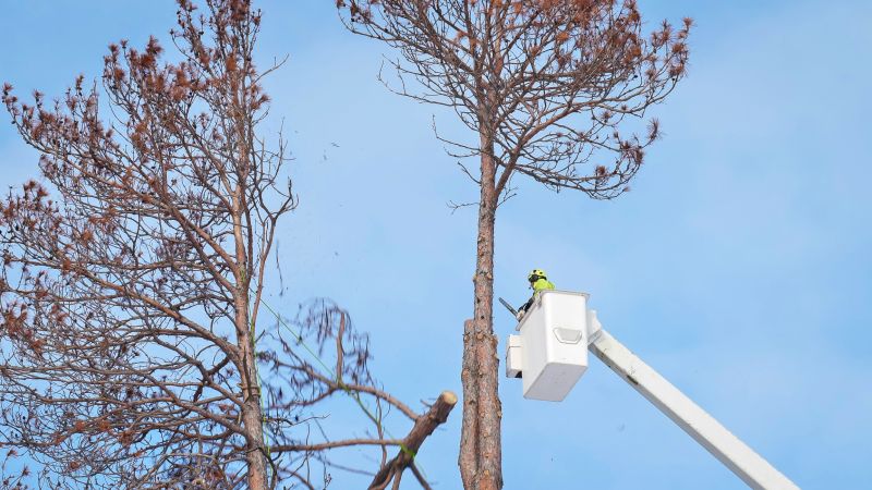 Commercial Tree Removal in Reno, NV
