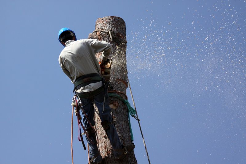 Commercial Tree Removal in San Jose, CA