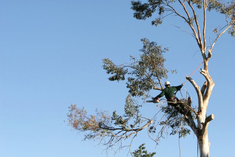 Commercial Tree Trimming in Denver, CO