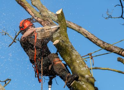 Commercial Tree Trimming in San Jose, CA
