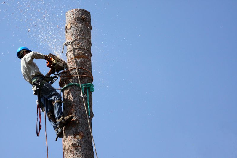 Commercial Tree Trimming in Reno, NV