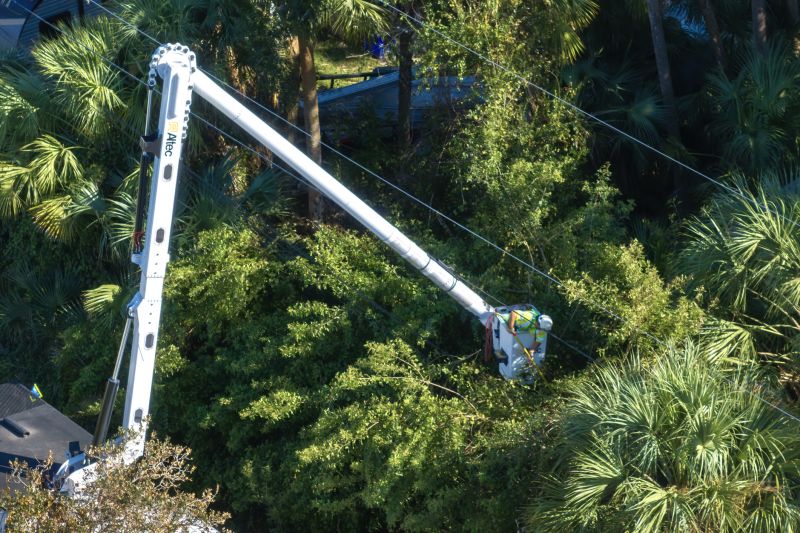 Commercial Tree Trimming in Allentown, PA