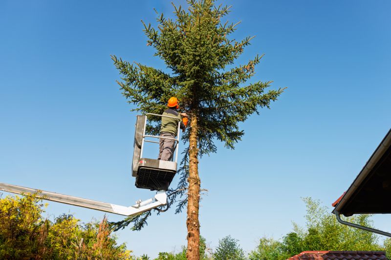 Commercial Tree Trimming in Allentown, PA