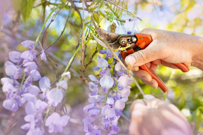 Crape Myrtle Pruning in Rockwall, TX