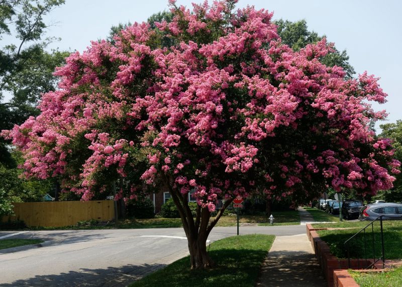 Crape Myrtle Pruning in Ventura County, CA