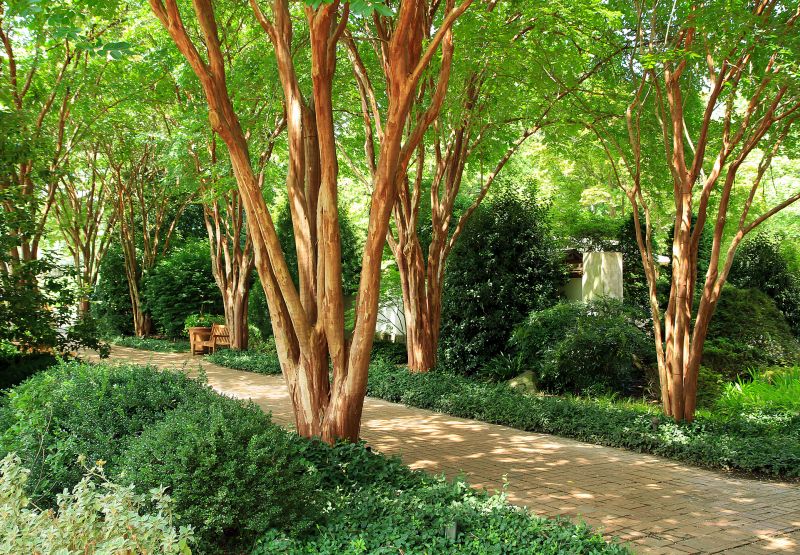 Crape Myrtle Pruning in Aiken, SC
