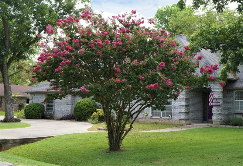 Crape Myrtle Pruning in Aiken, SC