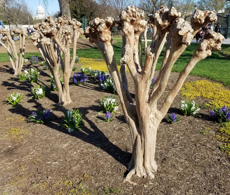 Crape Myrtle Pruning in Aiken, SC