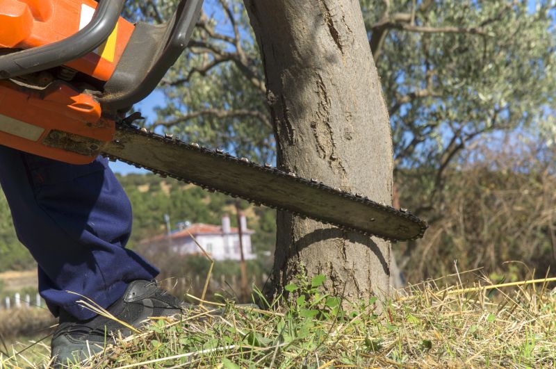 Cypress Tree Removal in Reno, NV