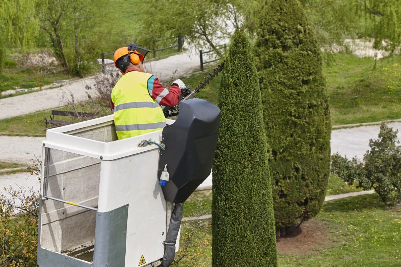 Cypress Tree Trimming in Doylestown, PA