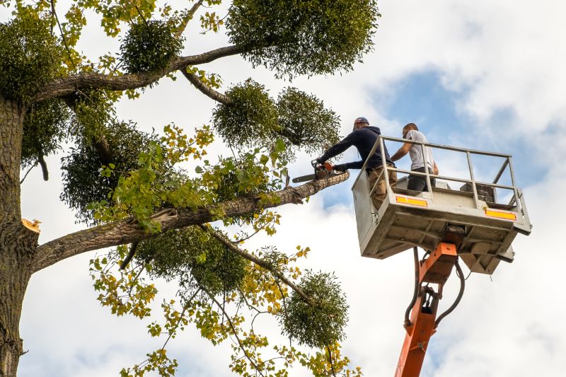 Cypress Tree Trimming in Doylestown, PA