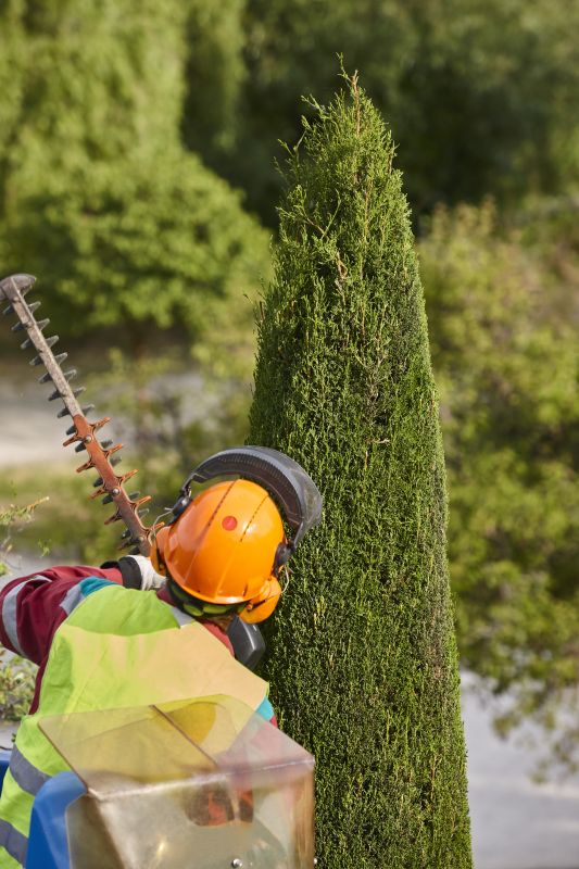 Cypress Tree Trimming in San Jose, CA
