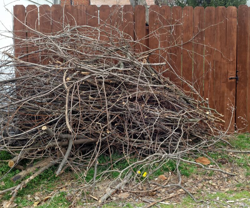 Dead Branch Removal in Allentown, PA