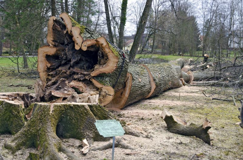 Dead Tree Removal in Doylestown, PA