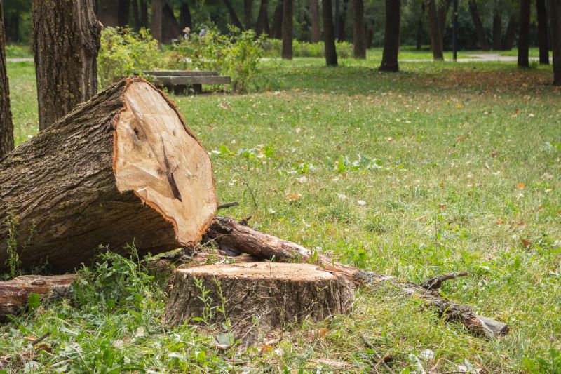 Dead Tree Removal in Allentown, PA