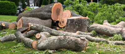 Dead Tree Removal in Allentown, PA