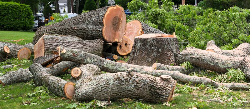Dead Tree Removal in Reno, NV