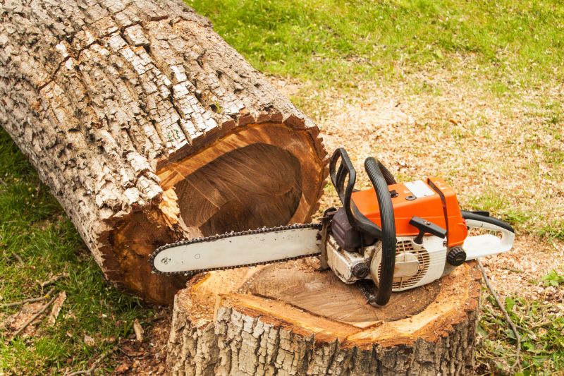 Deadwood Removal in Allentown, PA