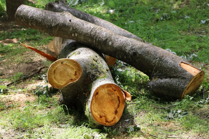 Deadwood Removal in Pottstown, PA