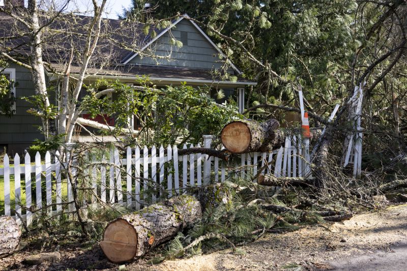 Elm Tree Removal in Allentown, PA