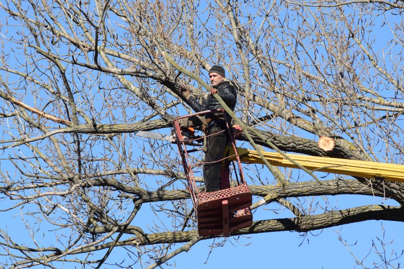Emergency Tree Trimming in Allentown, PA