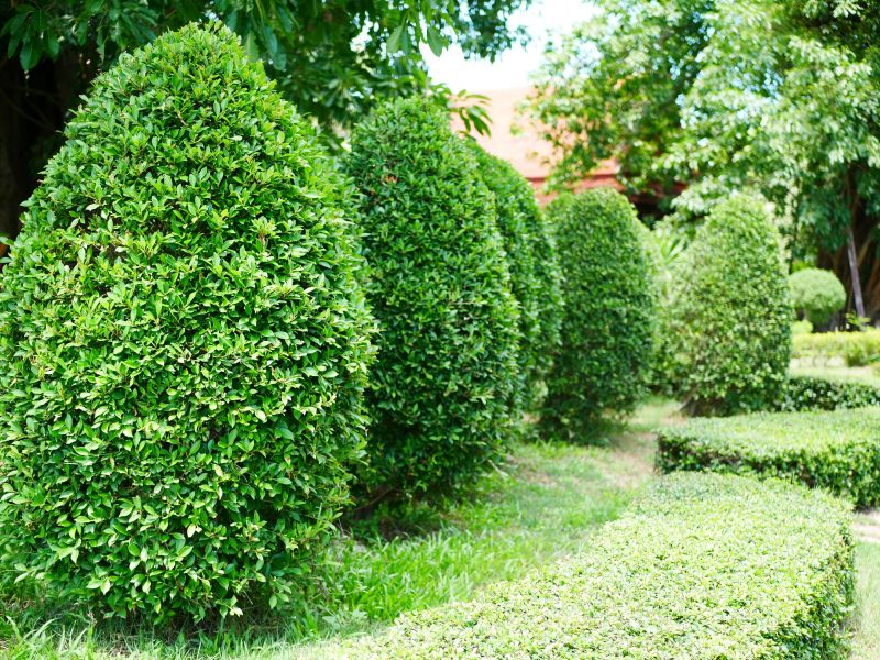 Evergreen Hedge Trimming in Rockwall, TX