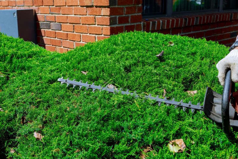 Evergreen Hedge Trimming in Aiken, SC