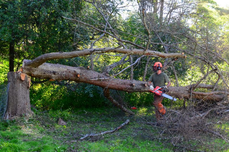 Fallen Tree Removal in San Jose, CA