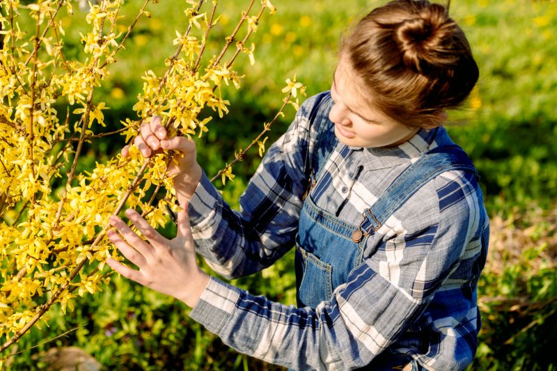 Forsythia Pruning in Aiken, SC