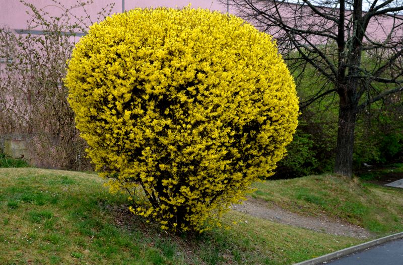 Forsythia Pruning in Rockwall, TX