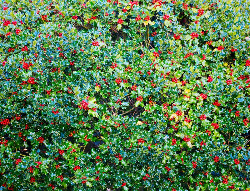 Holly Bushes Trimming in Ventura County, CA