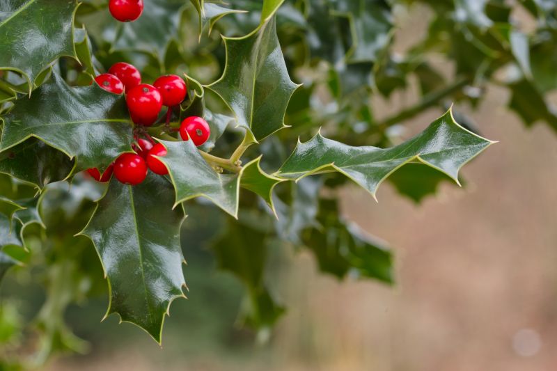 Holly Bushes Trimming in Ventura County, CA