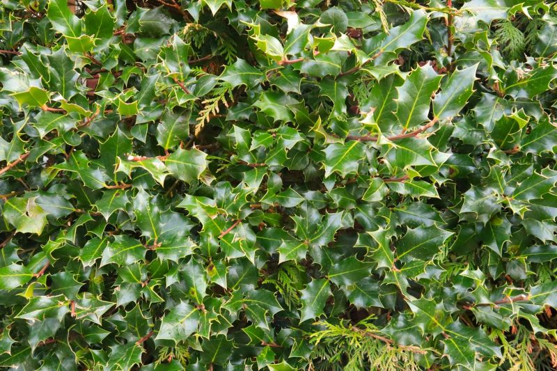 Holly Bushes Trimming in Aiken, SC