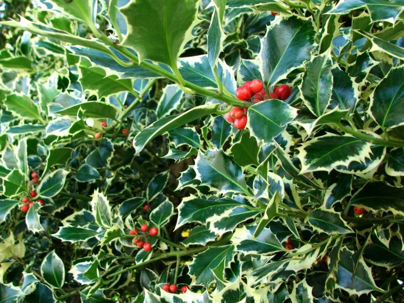 Holly Bushes Trimming in Honolulu, HI