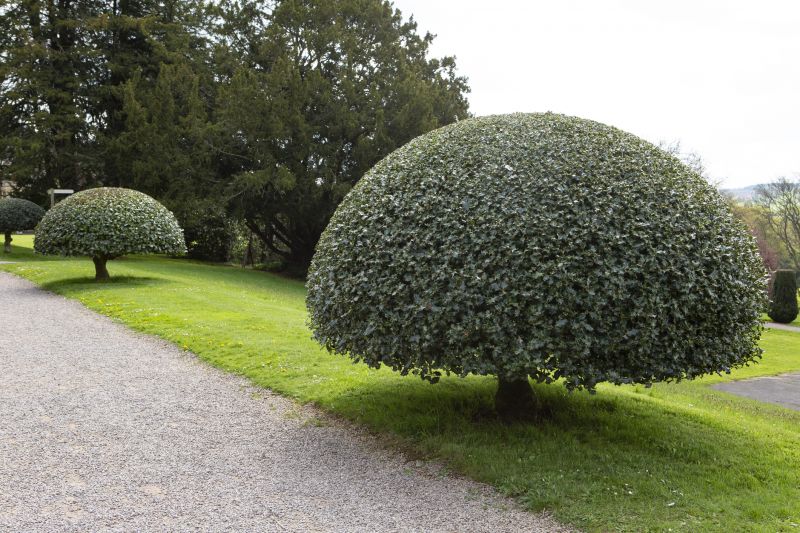 Holly Bushes Trimming in Rockwall, TX