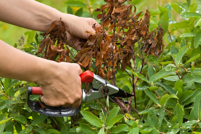 Hydrangea Pruning in Rockwall, TX