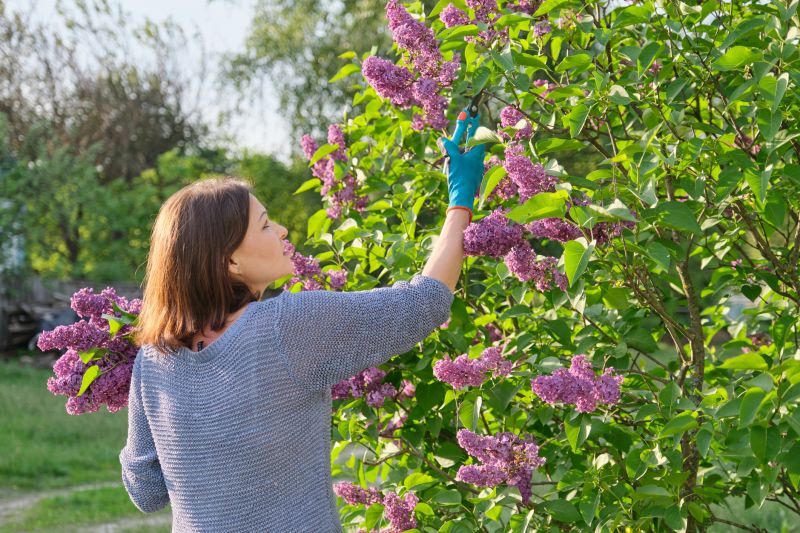 Hydrangea Pruning in Rockwall, TX