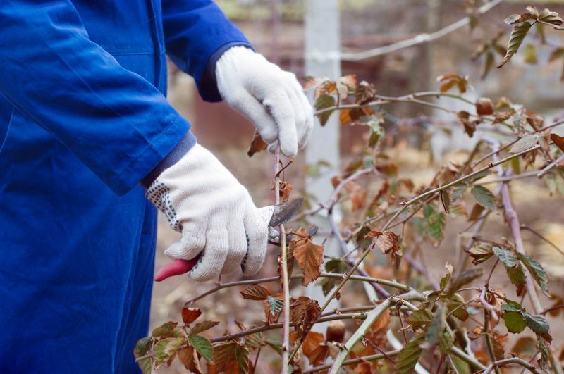 Hydrangea Pruning in Aiken, SC