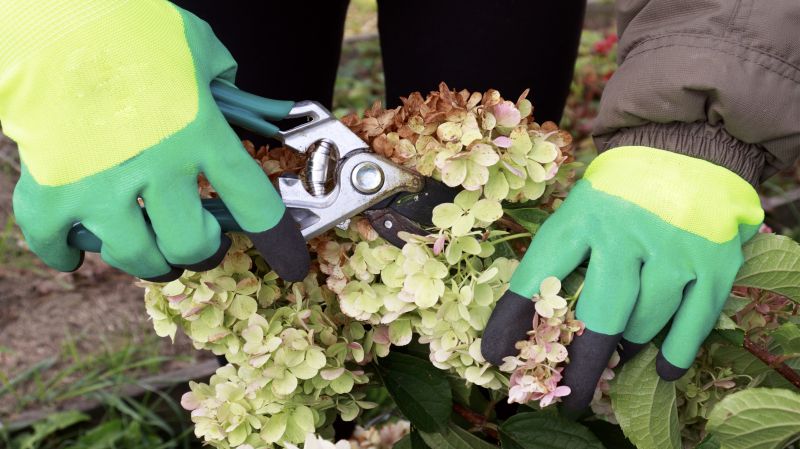 Hydrangea Pruning in Ventura County, CA