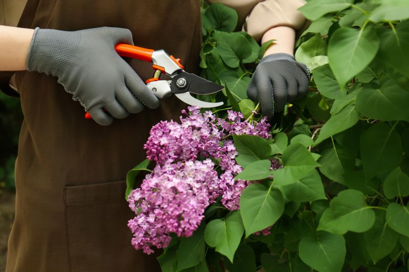 Hydrangea Pruning in Ventura County, CA
