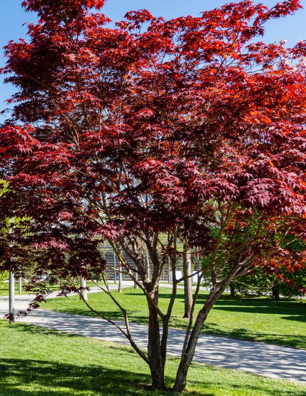 Japanese Maple Pruning in Allentown, PA