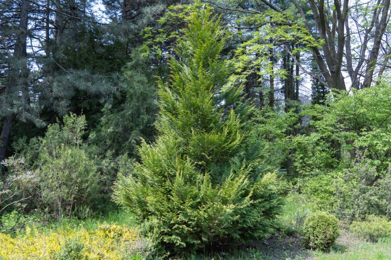 Juniper Pruning in Ventura County, CA