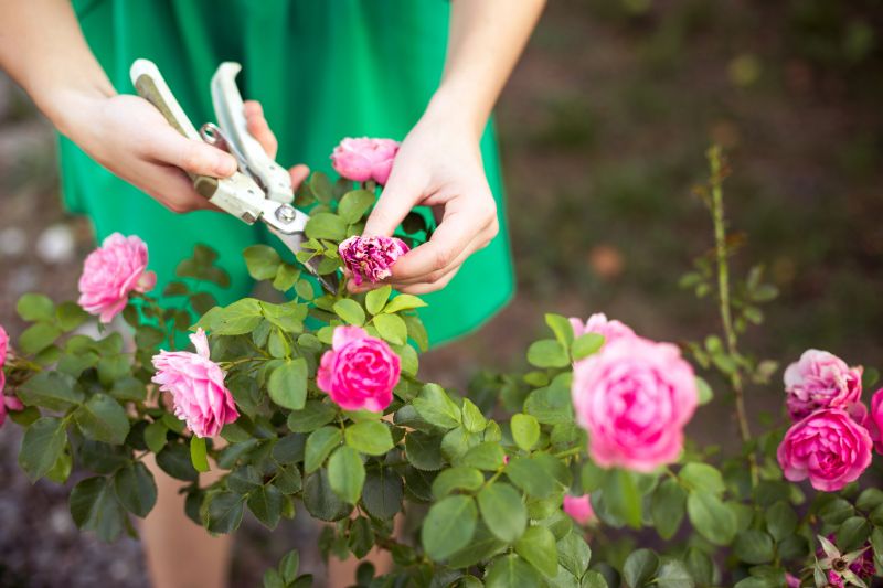 Knockout Roses Pruning in Honolulu, HI
