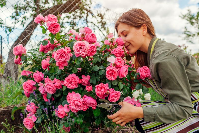 Knockout Roses Pruning in Aiken, SC