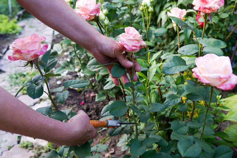 Knockout Roses Pruning in Aiken, SC